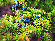 Ущерб – 54 млн: как идет дело о вырубке можжевельника под Севастополем