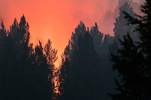 Благодаря "умным камерам" в лесах Подмосковья обнаружили 39 пожаров