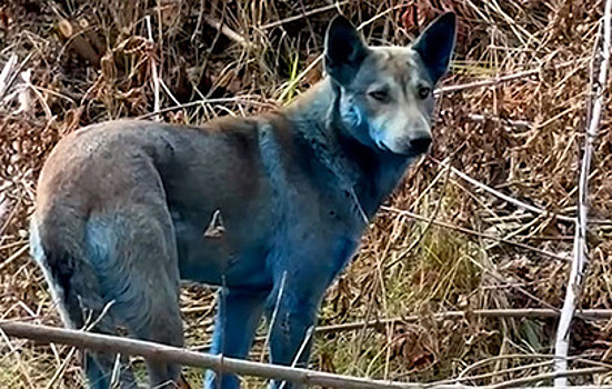 Волонтеры якобы нашли в Чернобыльской зоне отчуждения синих собак-мутантов