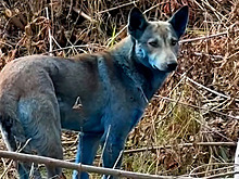 Волонтеры якобы нашли в Чернобыльской зоне отчуждения синих собак-мутантов