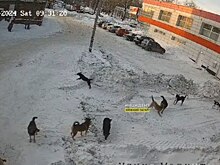 СКР проверит мэрию Нижнего Тагила после нападения стаи собак на малолетнюю девочку