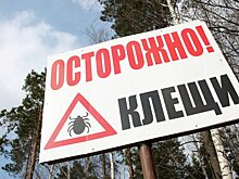 Число укушенных клещами в РФ за год увеличилось
