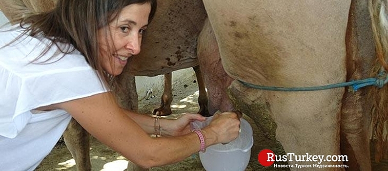 Евросоюз будет развивать производство верблюжьего молока в Турции