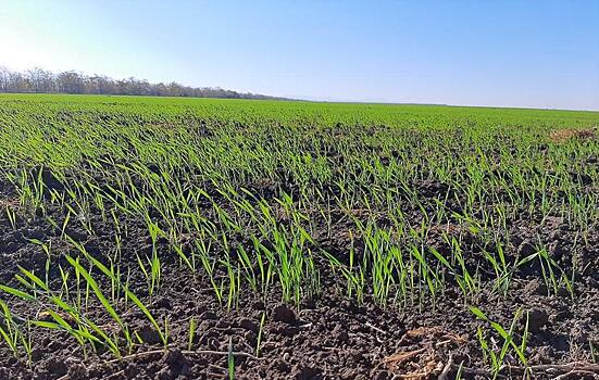 В Республике Крым под урожай 2022 года засеяно более 340 тысяч гектаров озимых зерновых