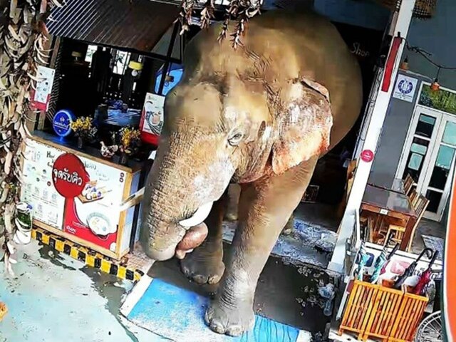 Дикий слон в поисках еды уничтожил мишленовский ресторан в Таиланде