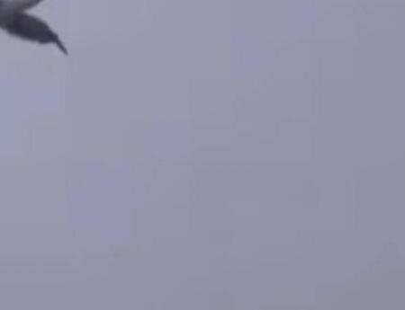 «Доминируй, властвуй, улетай»: наглую птицу сняли на видео во Владивостоке