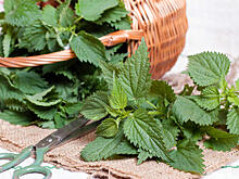 Крапива — жгучая краса и польза