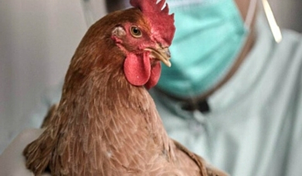 На птицефабрике в Костромской области ввели карантин из-за вспышки птичьего гриппа
