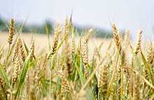 Правительство области готово увеличить вологодским аграриям субсидии на покупку кормов и инвестпроекты