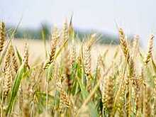 Правительство области готово увеличить вологодским аграриям субсидии на покупку кормов и инвестпроекты