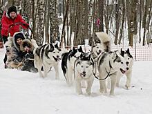Большое приключение. Собачьи упряжки, доброта и тепло