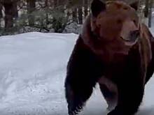 Мизулина и SHAMAN столкнулись с медведем в лесу