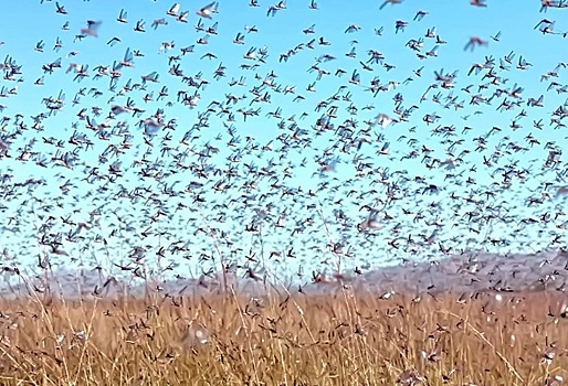 Новые способы защиты от саранчи