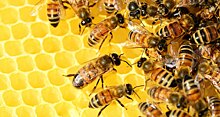 Пчелиный яд справился с самым агрессивным типом рака груди