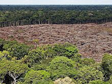 Названа неожиданная опасность для крупнейших лесов планеты