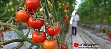 Экспорт томатов из Турции в 2021 году превысил 729 млн долларов