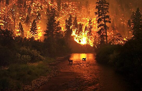 В Курганской области начало пожароопасного сезона объявят с 10 апреля