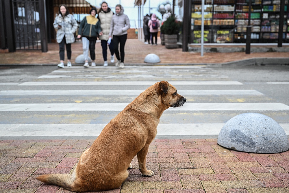 В Госдуму внесен проект об усыплении бездомных животных