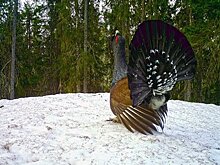 Агрессивная птица напала на россиянку на популярном горнолыжном курорте