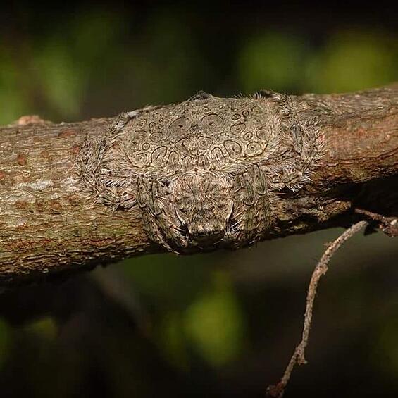 Dolophones conifera (лат.) — вид пауков из семейства кругопрядов. Для маскировки способен расстилать свое тело по дереву.