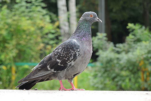 Голубь спровоцировал массовое ДТП в Хабаровске