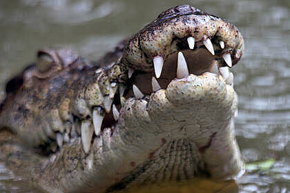 Крокодил чуть не откусил ногу у купавшейся женщины