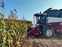 Владимирские фермеры представили 59 гибридов кукурузы