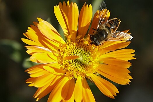 Раскрыт новый тип воздействия влияния пестицидов на пчёл