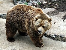 Около 70 медведей насчитывается в лесах Татарстана