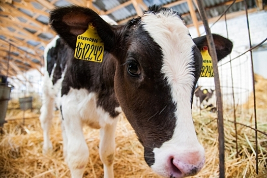 В Волгоградской области увеличили поголовье коров и производство молока