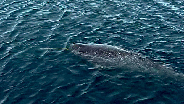 "Газпром нефть" завершила экспедицию по исследованию редкого вида китообразных