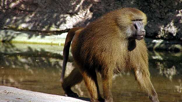 Павианам оказались подвластны человеческие гласные