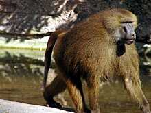 Павианам оказались подвластны человеческие гласные