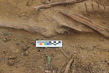 Археологи нашли в Ленобласти средневековую братскую могилу
