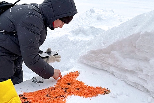 Птицы нуждаются в помощи: В Москве стартовала экологическая акция "Снежный холст"