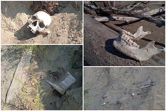 Детские черепа в гробах-колодах найдены на острове Чингис