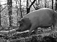 Свинью подложили Материнство, драма и поросячий визг: российский документалист снял самый пронзительный фильм года