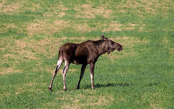 В Рязанской области на проезжей части насмерть сбили лося
