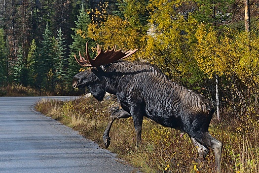 Суд взыскал с женщины 80 тысяч рублей за сбитого лося
