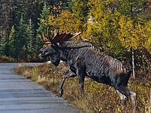 Суд взыскал с женщины 80 тысяч рублей за сбитого лося
