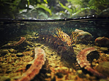 Ископаемые лобоподы освоили пресные водоемы каменноугольного периода