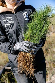 Более 350 тысяч сеянцев сосны и акации высадят в Саратовской области