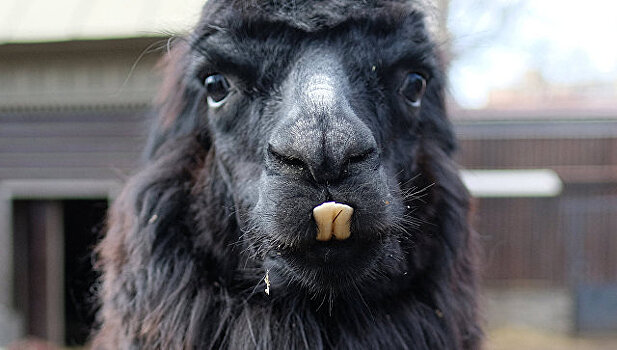 Посетители украинского зоопарка насмерть закормили альпаку