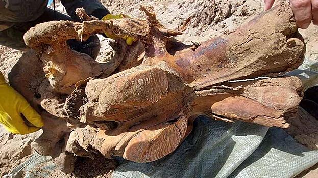 Кости древних гиен нашли в пещерах на Южном Урале