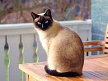 Кот отшвырнул поросенка на социальную дистанцию