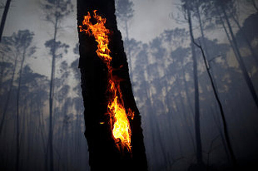 Президент Бразилии обвинил Макрона в политизации пожаров в Амазонке