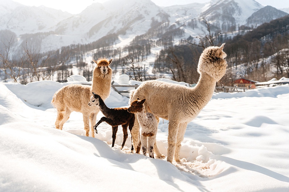 В горах Сочи родились детеныши альпак с редким серебристым окрасом