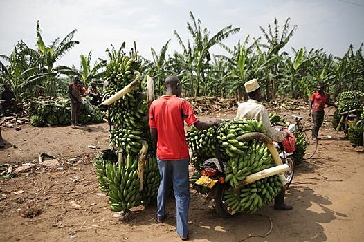 На пути к органическим бананам ученые тестируют биозамену манкоцебу