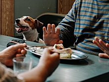 К премьере сериала «Жека Рассел» выпустили музыкальный релиз с собаками