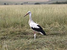 Куряне увидят белых аистов